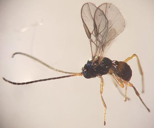 Phaedrotoma exigua